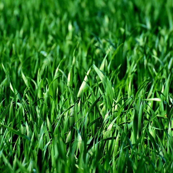 meadow-field-grass-3375052.jpg meadow-field-grass-3375052.jpg